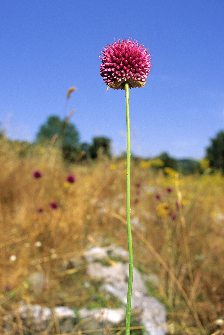 Allium sphaerocephalon