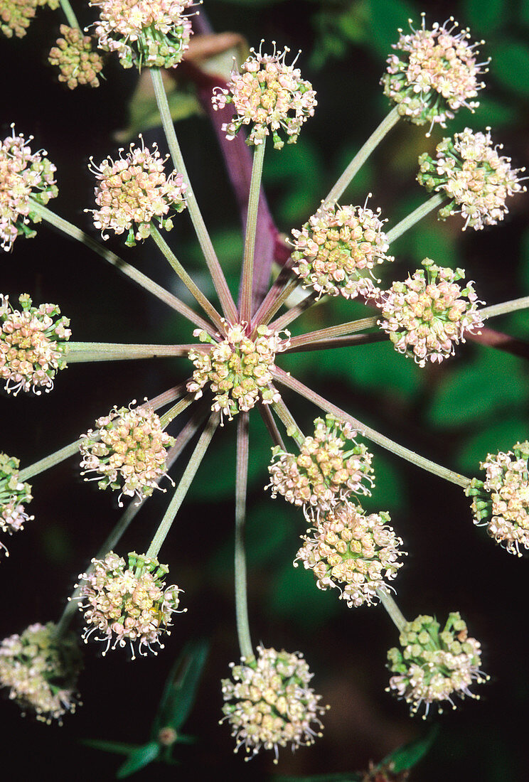 Wild angelica (Angelica sylvestris)