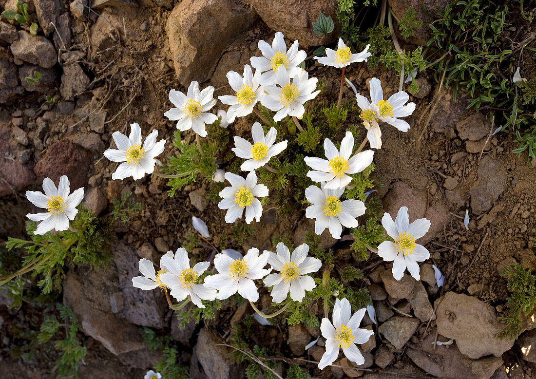 Drummond's anemone (Anemone drummondii)