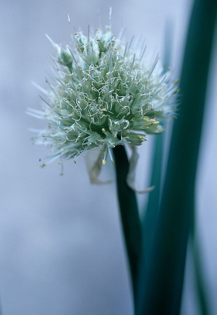 Organic Welsh onion (Allium fistulosum)