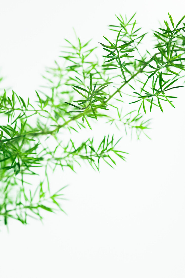 Asparagus fern (Asparagus densiflorus)