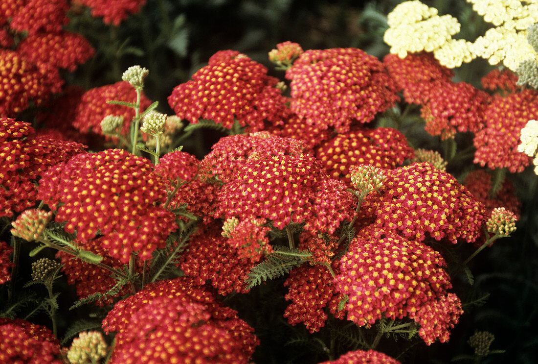 Yarrow flowers (Achillea 'The Beacon')