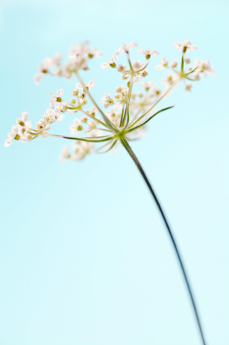 Cow parsley (Anthriscus sylvestris)