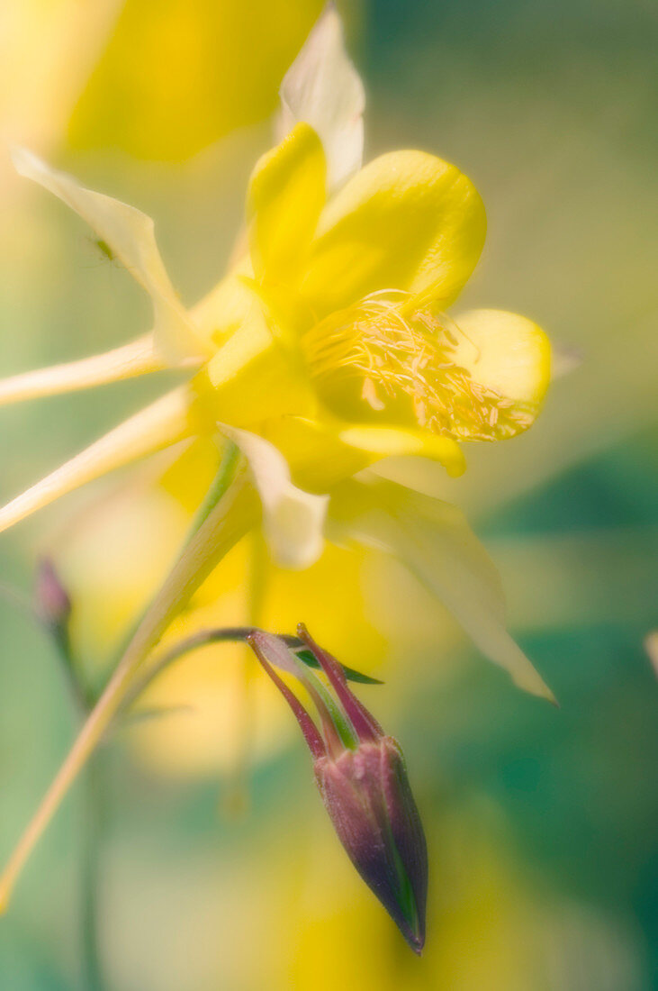 Longspur columbine (Aquilegia longissima)