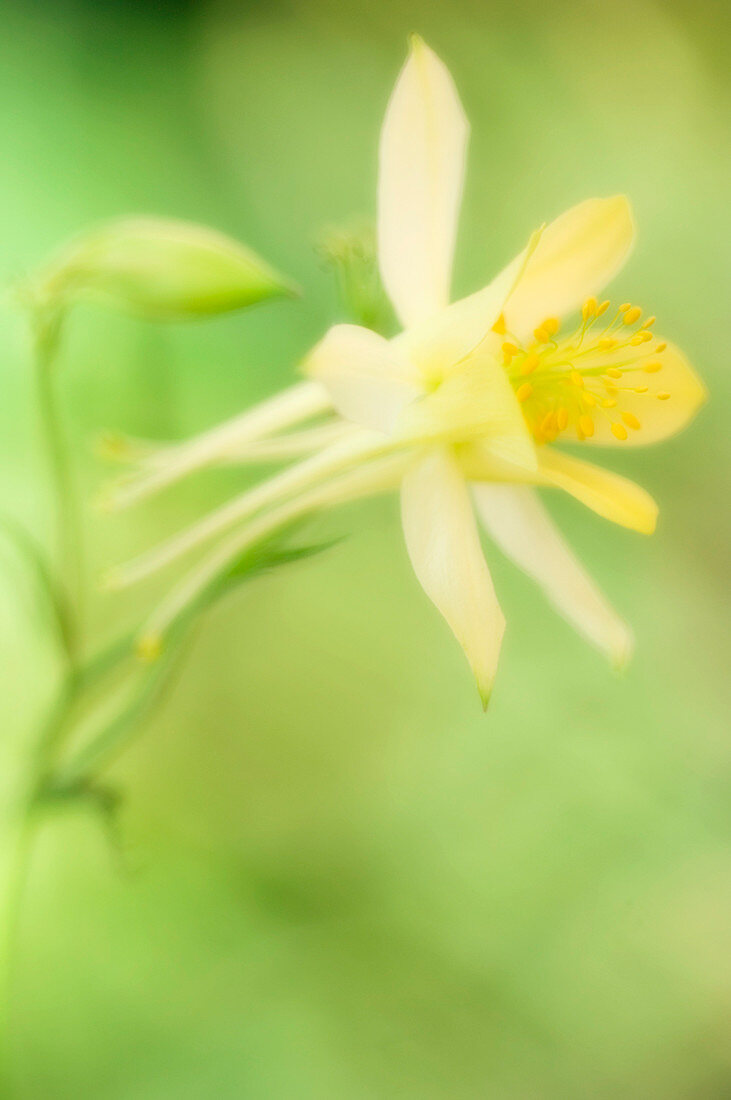 Longspur columbine (Aquilegia longissima)