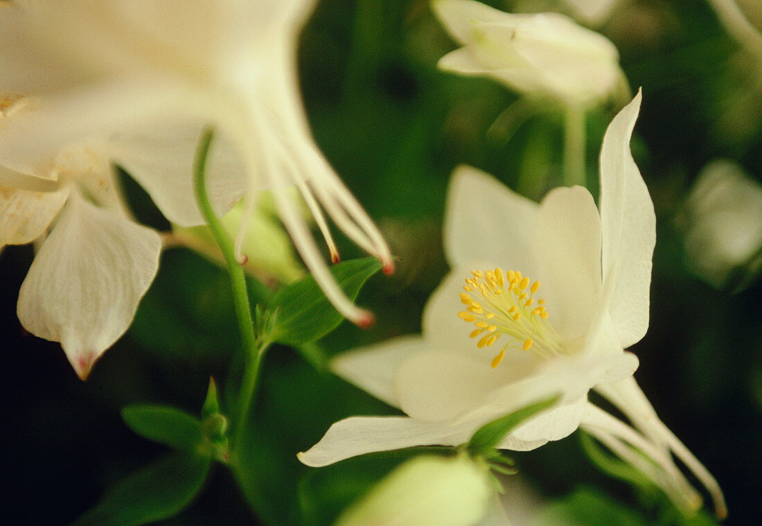 Columbine (Aquilegia 'White Dove')