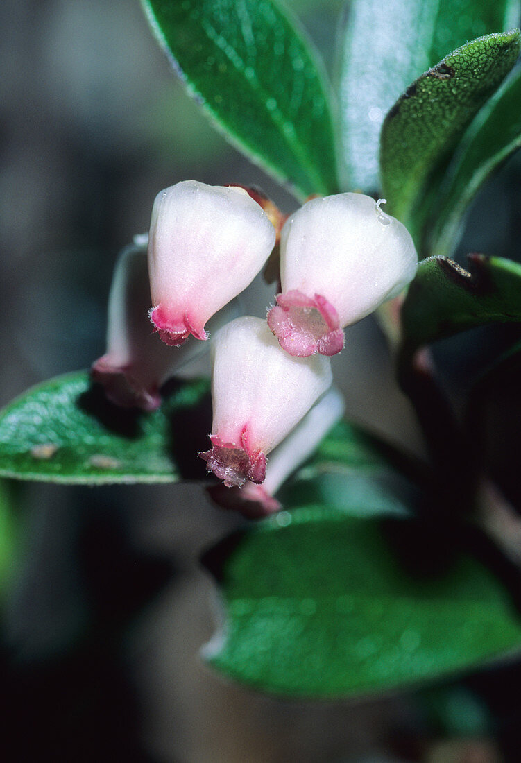 Bearberry (Arctostaphylos uva-ursi)