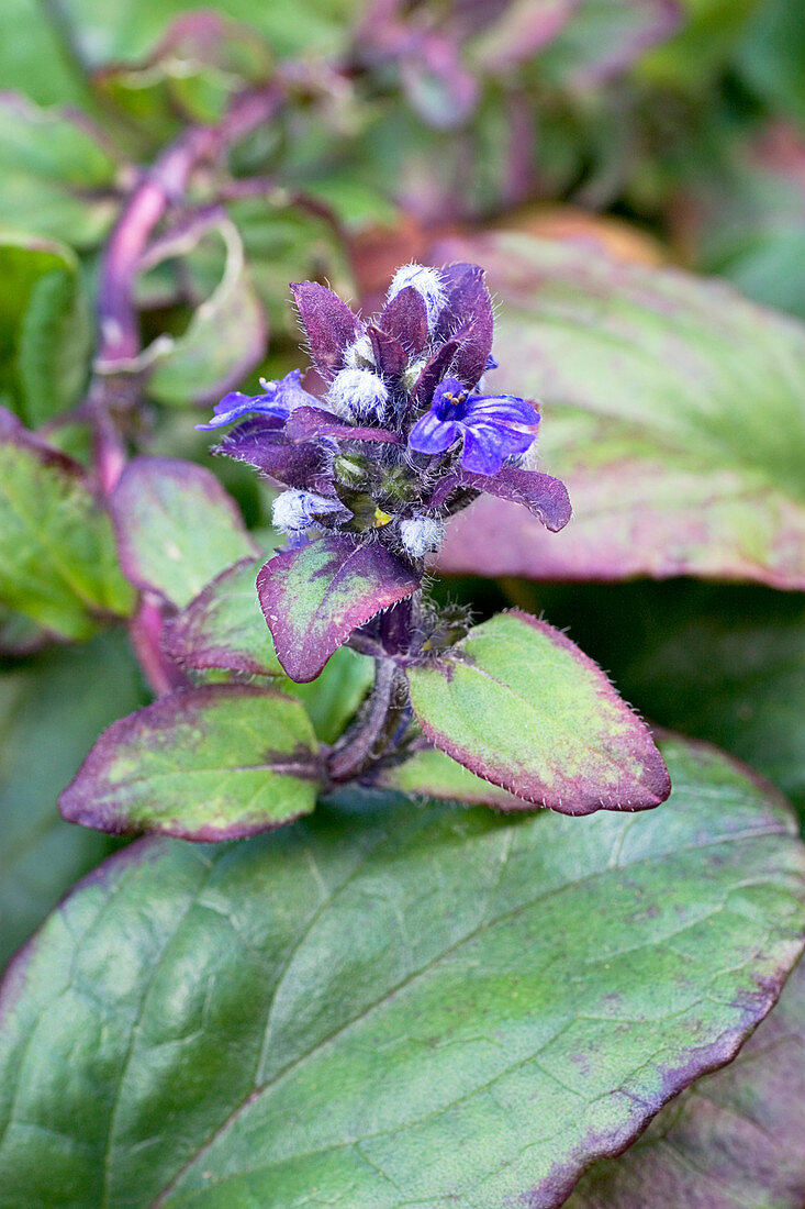 Bugle (Ajuga reptans 'Catlin's Giant')