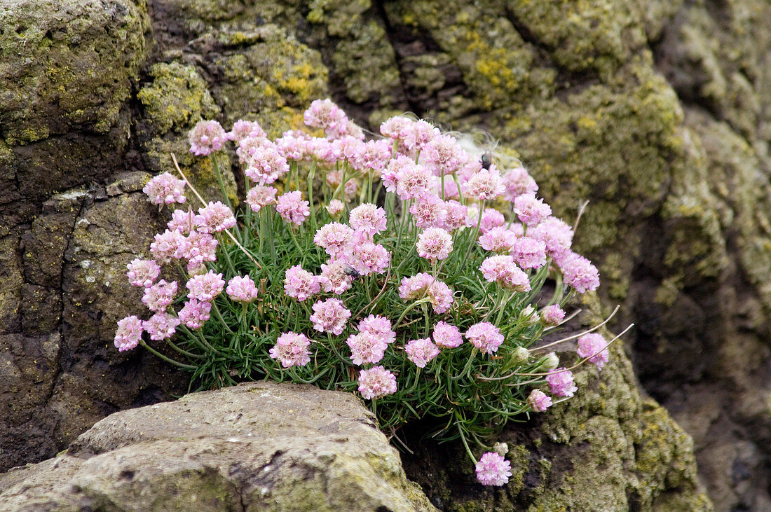 Sea thrift flowers (Armeria maritima)