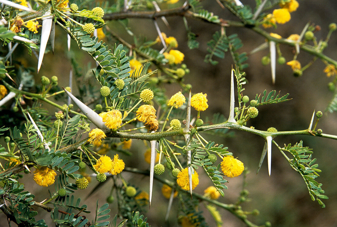 Acacia flowers (Acacia karoo)