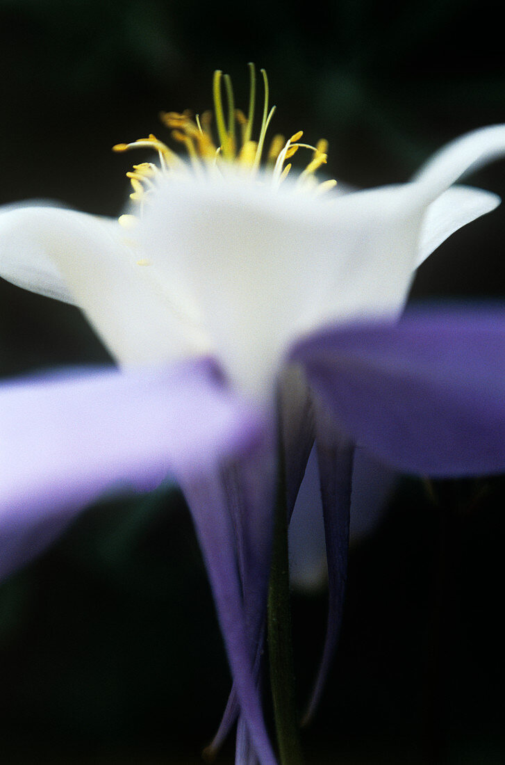 Granny's bonnet (Aquilegia caerulea)