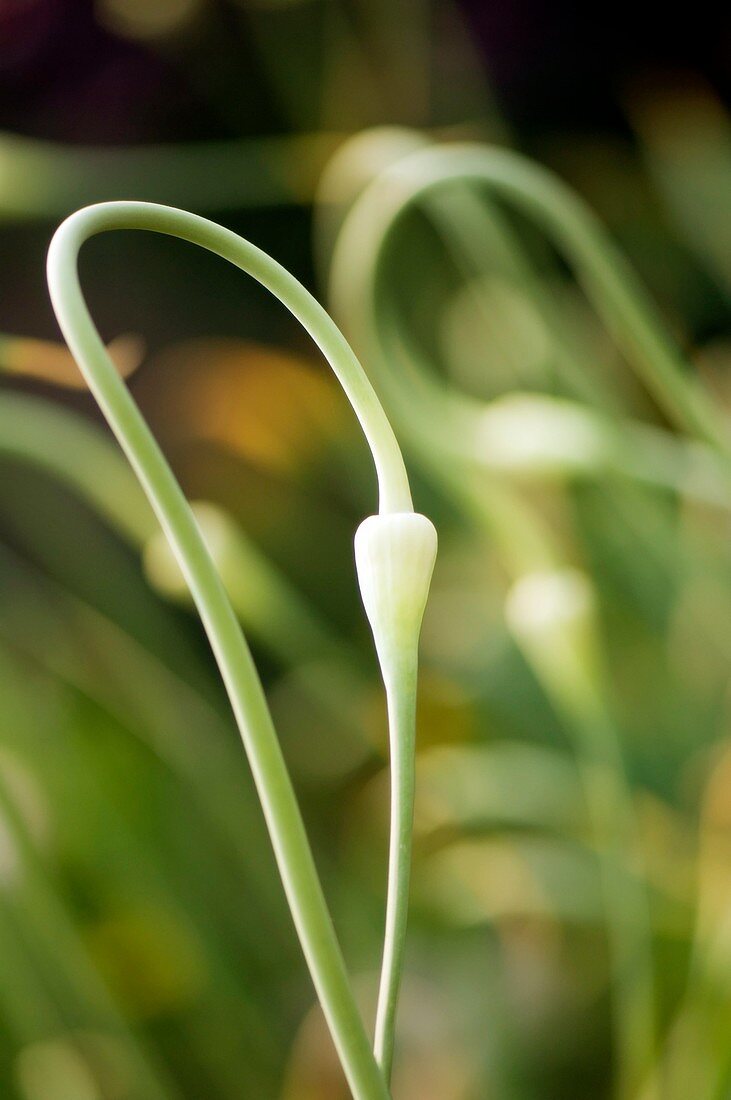 Garlic flower bud (Allium sativum)