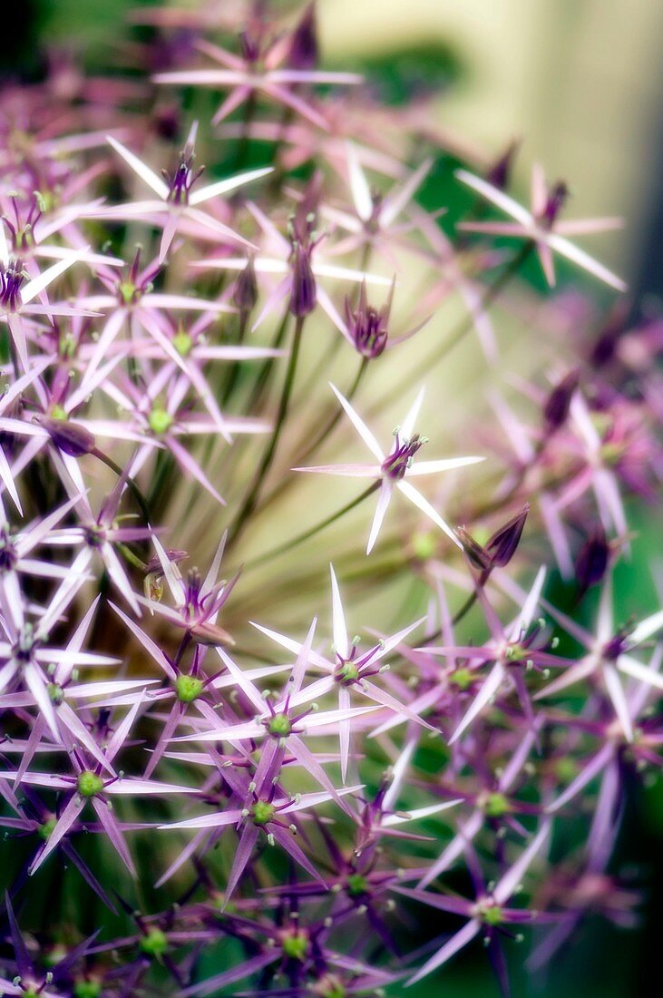 Star of Persia (Allium christophii)