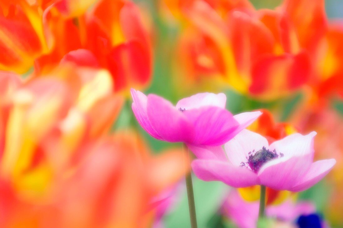White anemone poppy