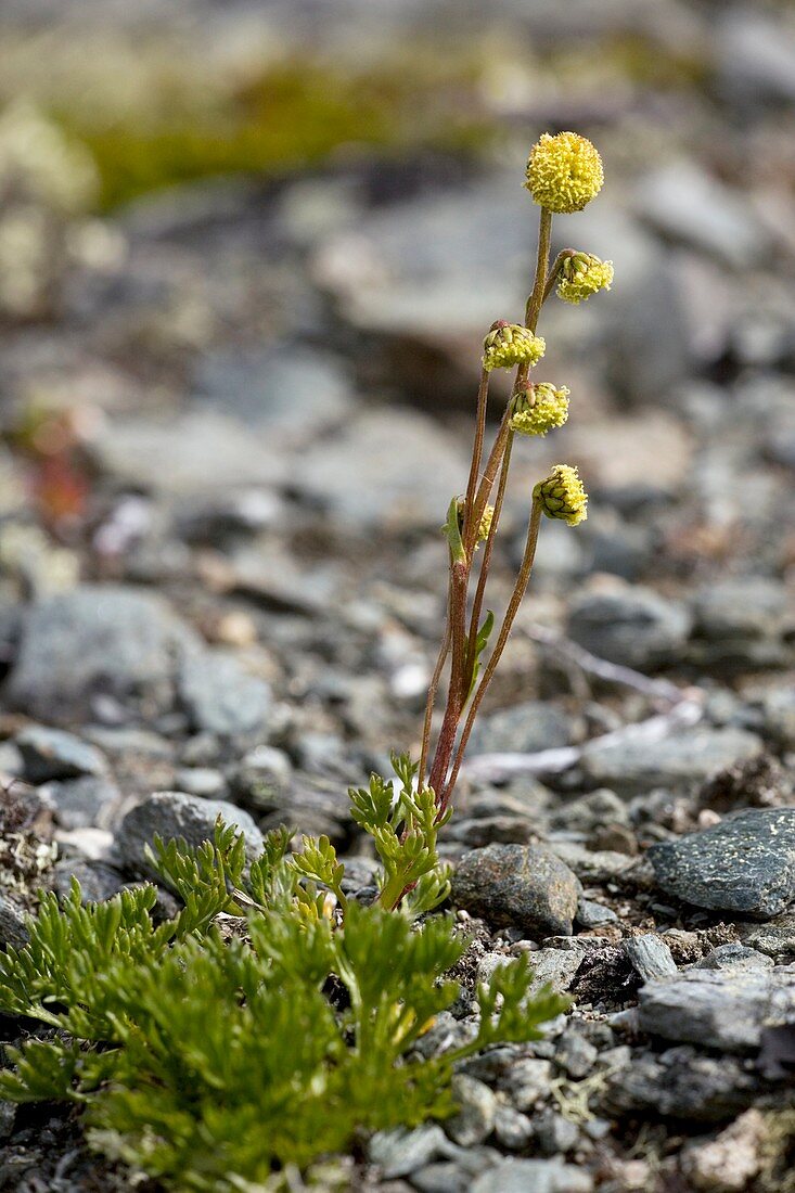 Norwegian mugwort (Artemisia norvegica)