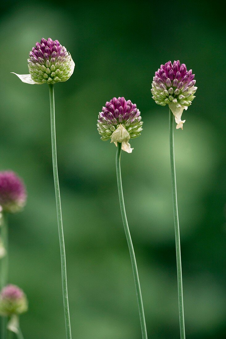 Allium sphaerocephalon