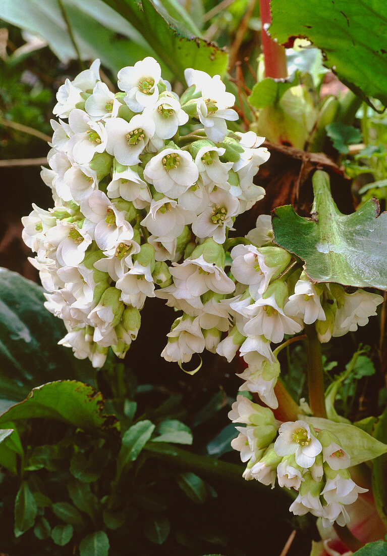 Bergenia BRESSINGHAM WHITE