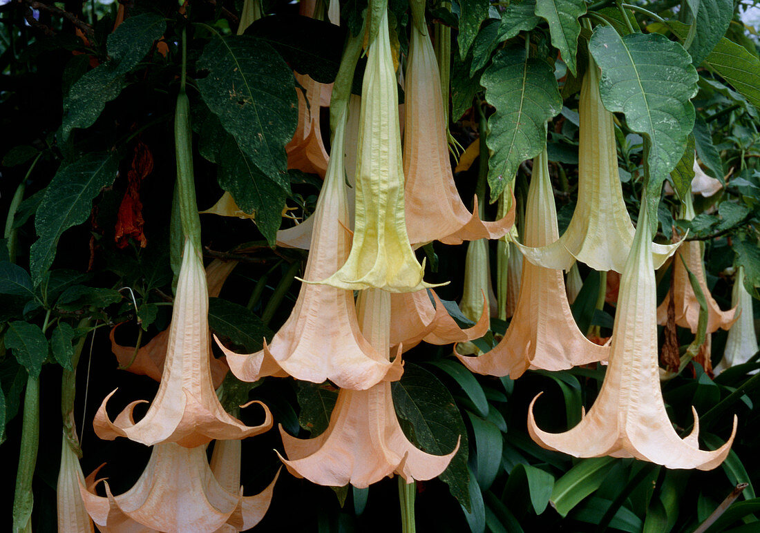 Brugmansia x candida