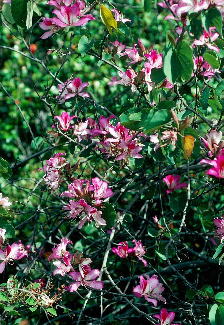 Bauhinia variegata purpurea