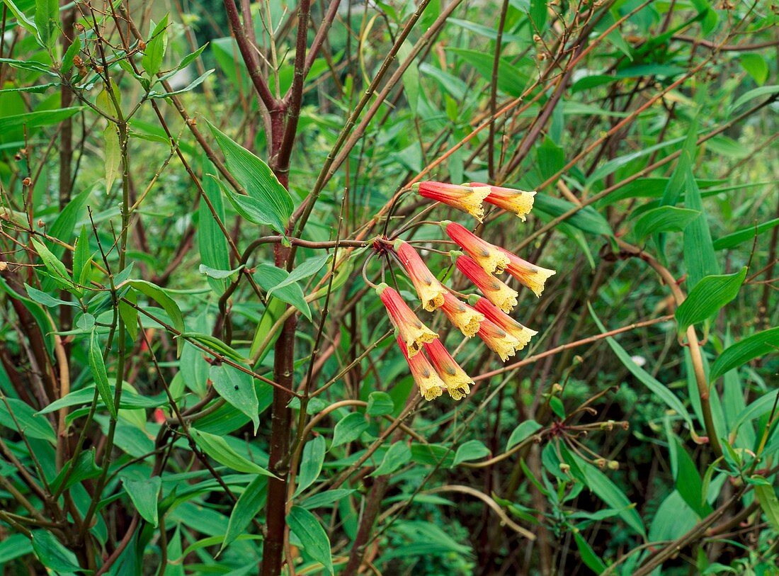 Bomarea caldasii