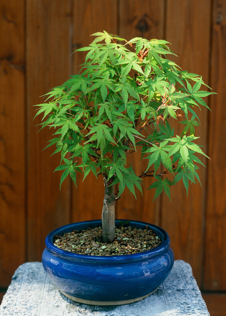Bonsai Acer palmatum benichidora