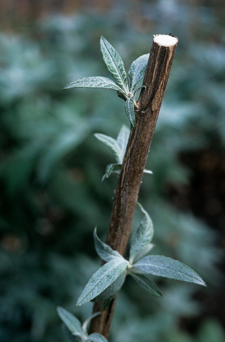 Pruned buddleia stem