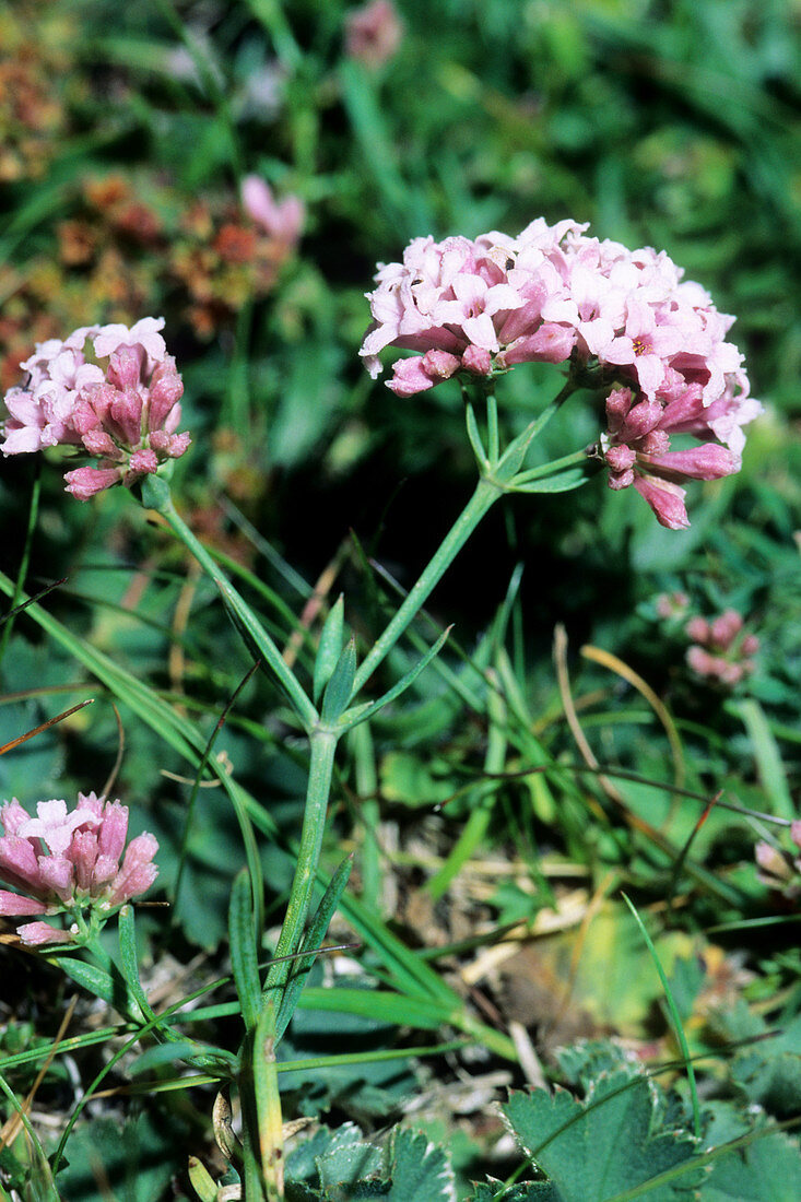 Asperula aristata oreophila