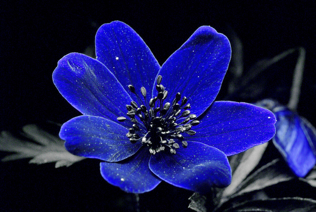 Wood anemone in UV light