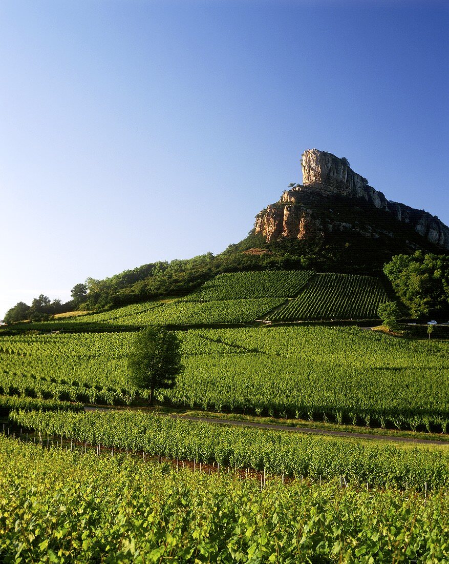 Weinberg vor geschichtsträchtigem Felsen von Solutre, Burgund