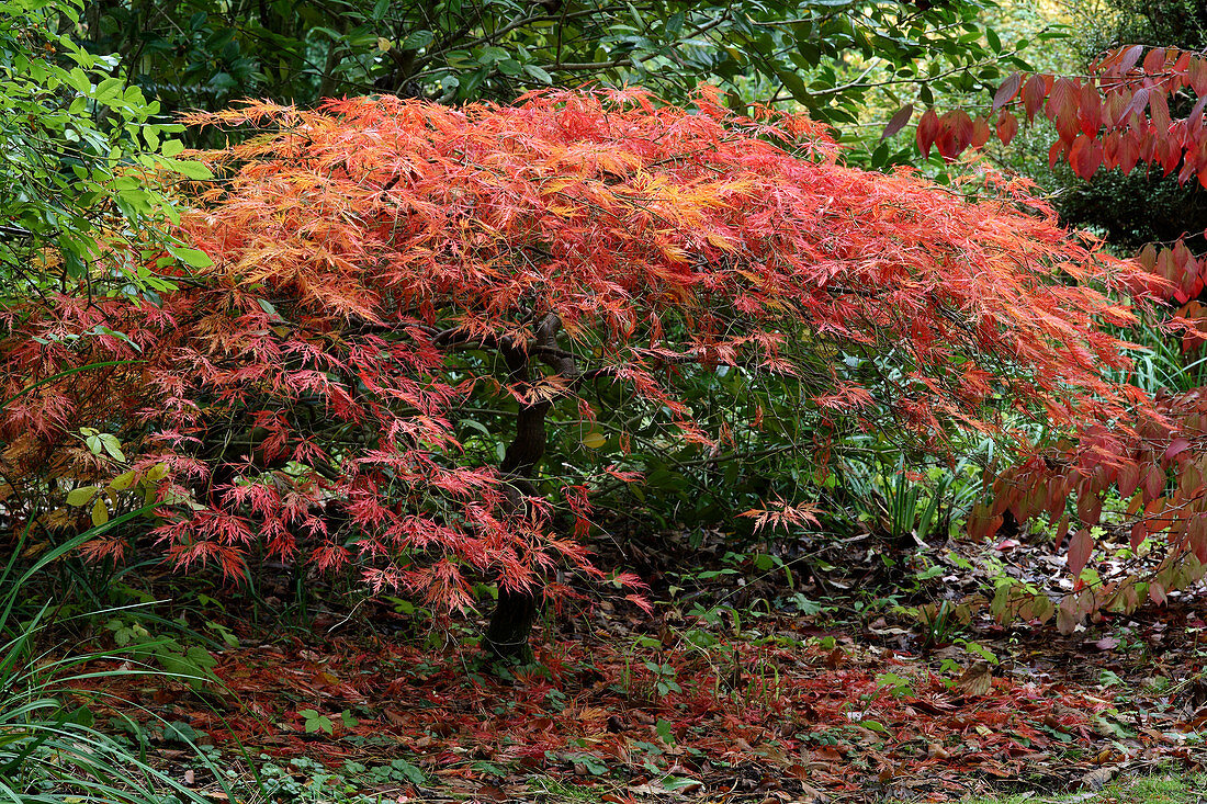 Acer palmatum dissectum Atropurpureum