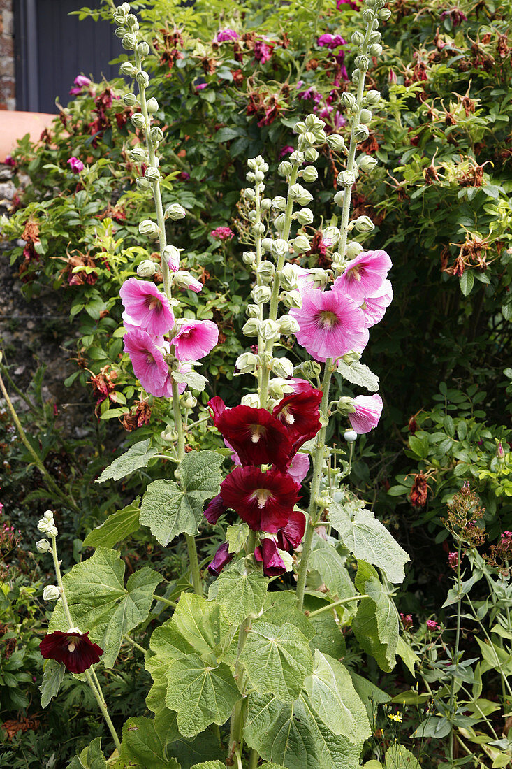 Hollyhock (Alcea rosea)