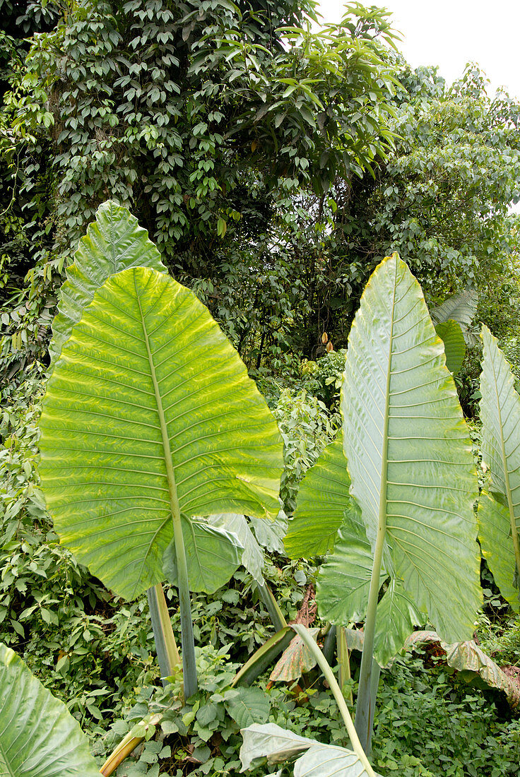 Aroid leaves (Alocasia sp.)