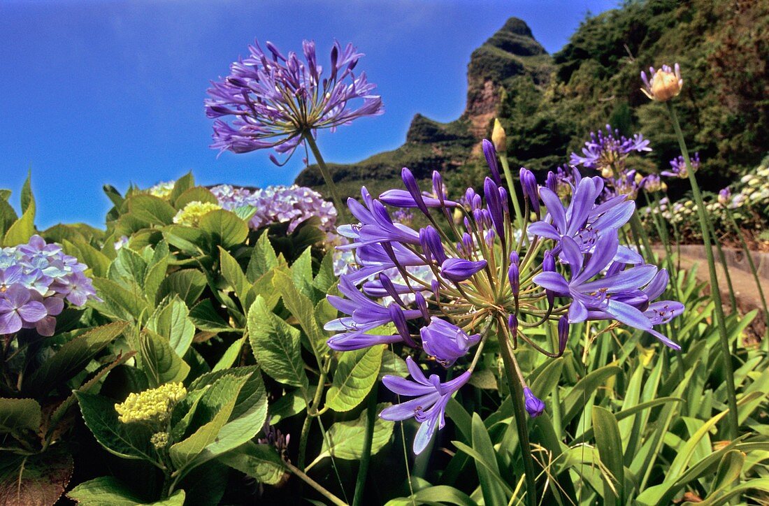 African blue lilies (Agapanthus sp.)