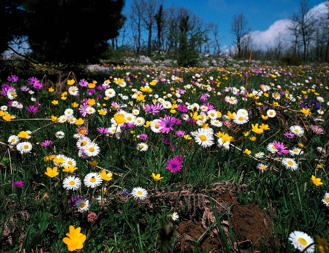 Flower meadow in Crete