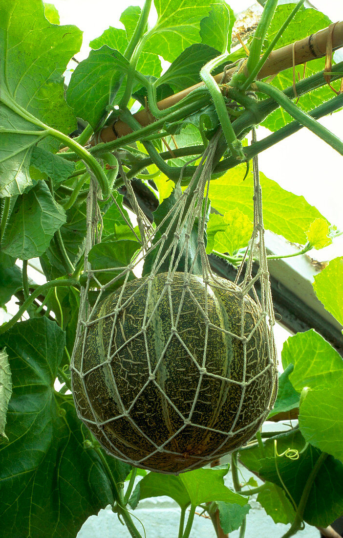 Cantaloup Melon in net