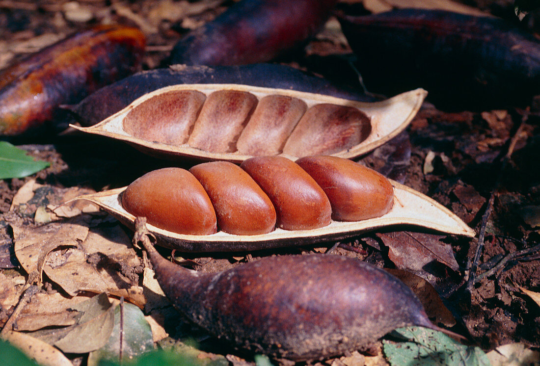 Castanospermum australe