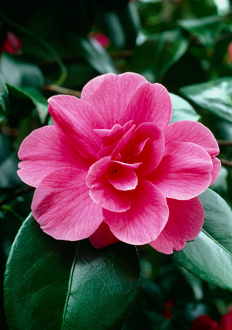 Camellia japonica Gloire de Nantes