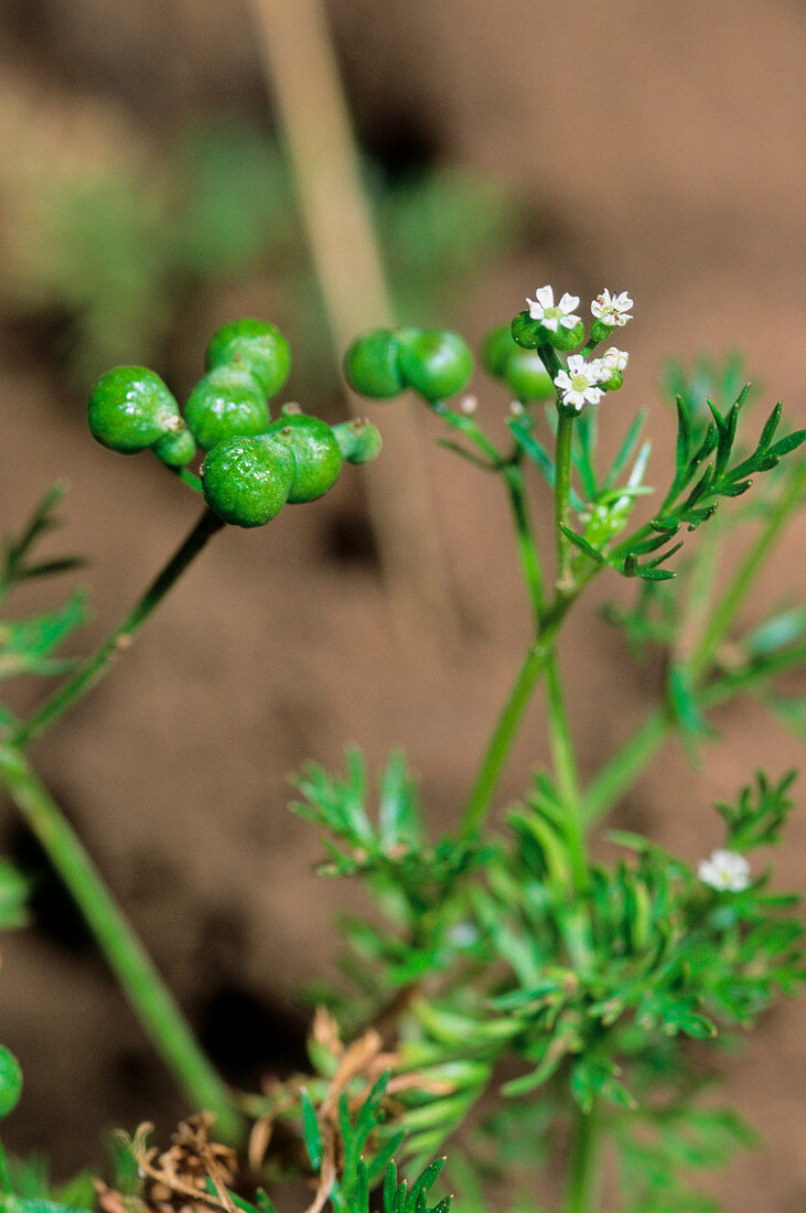 Wild bishop (Bifora radians)