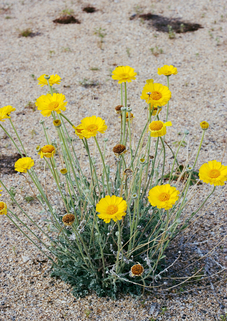 Desert marigold (Baileya multiradiata)