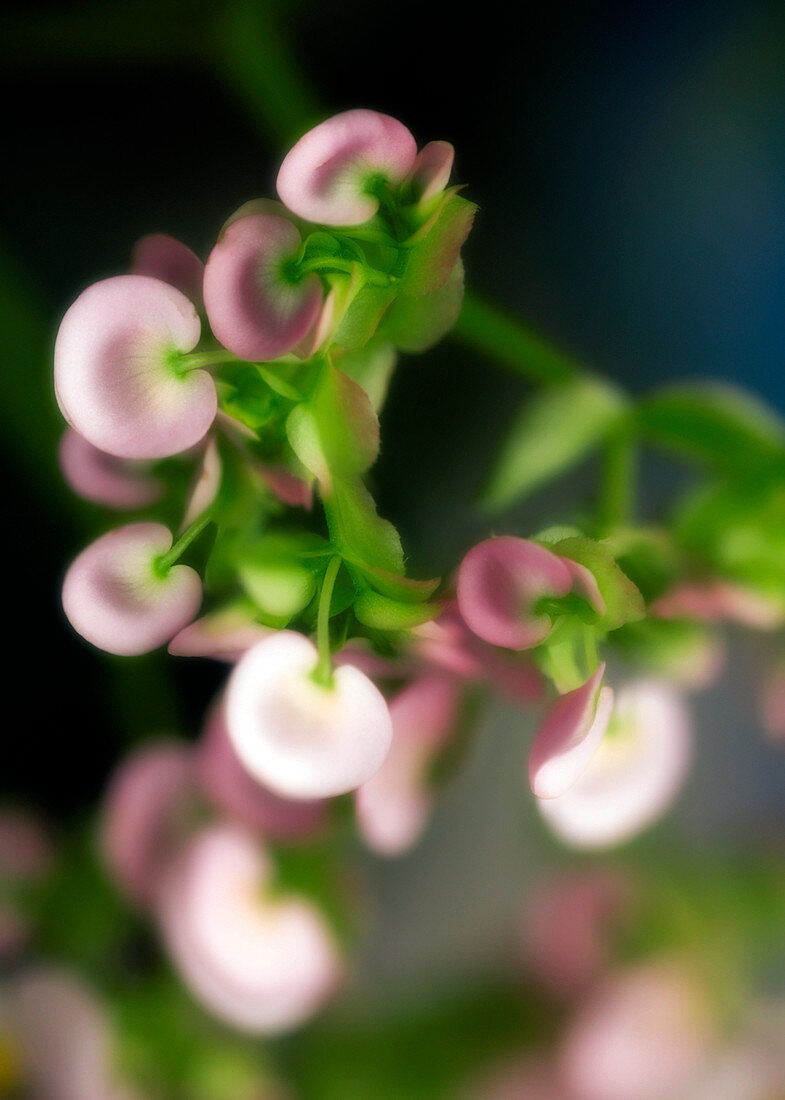 Begonia (Begonia tuberosa hybrid)