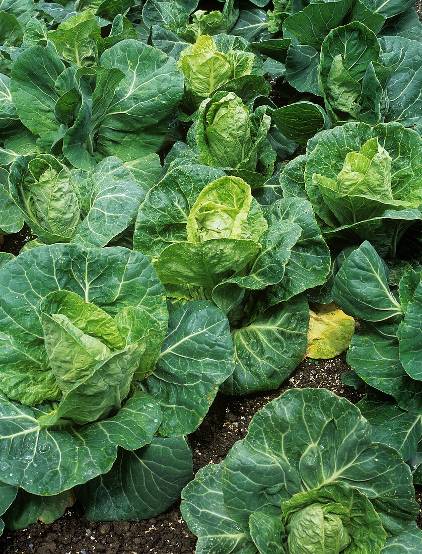 Cabbages (Brassica oleracea 'Pixie')