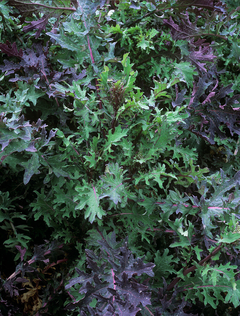 Kale (Brassica oleracea 'Ragged Jack')