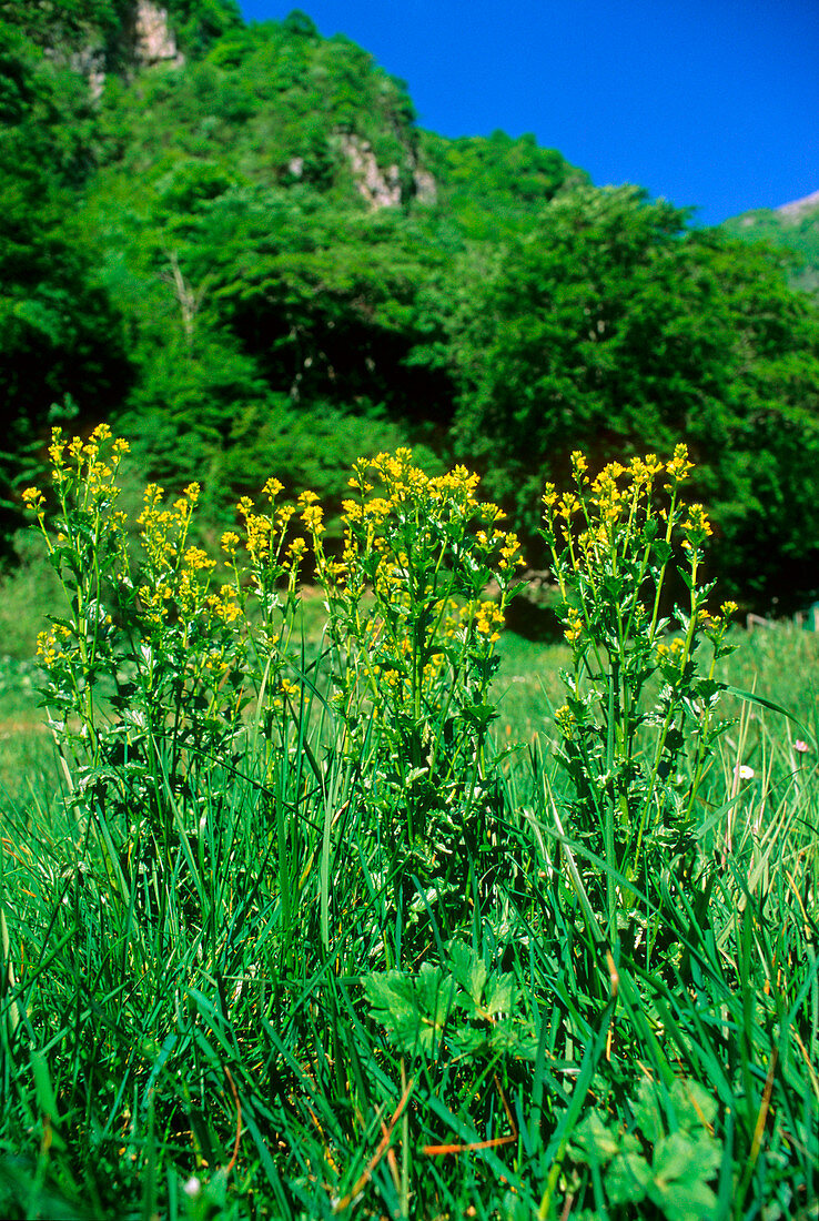 Yellow rocket (Barbarea vulgaris)