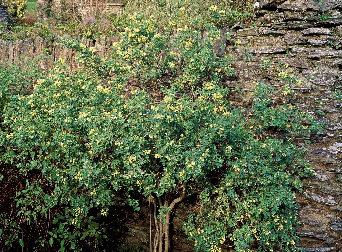 Coronilla valentina subsp glauca Citrina