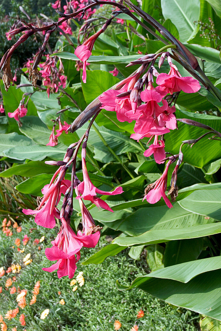 Canna (Canna iridiflora)