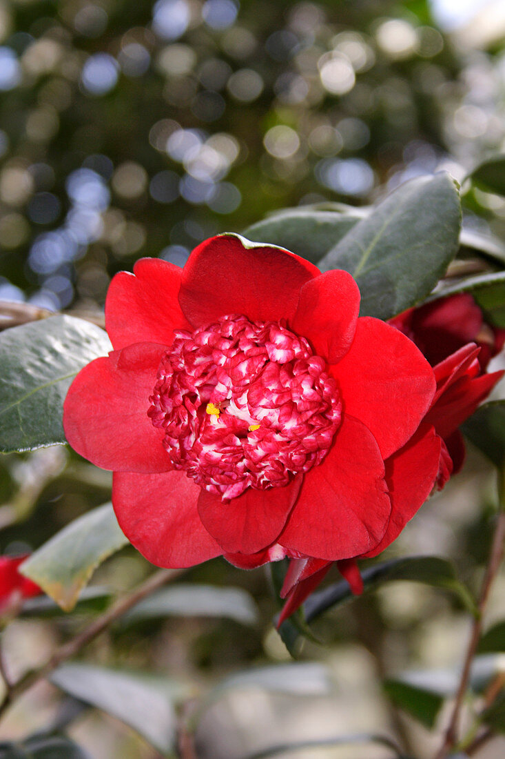 Camellia (Camellia japonica 'Bobs Tacks')
