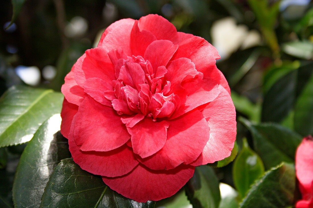 Camellia (Camellia japonica)