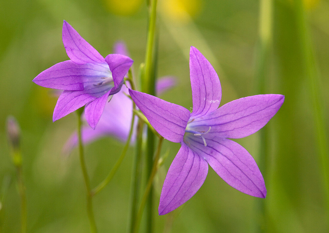 Spreading bellflower (Campanula patula)