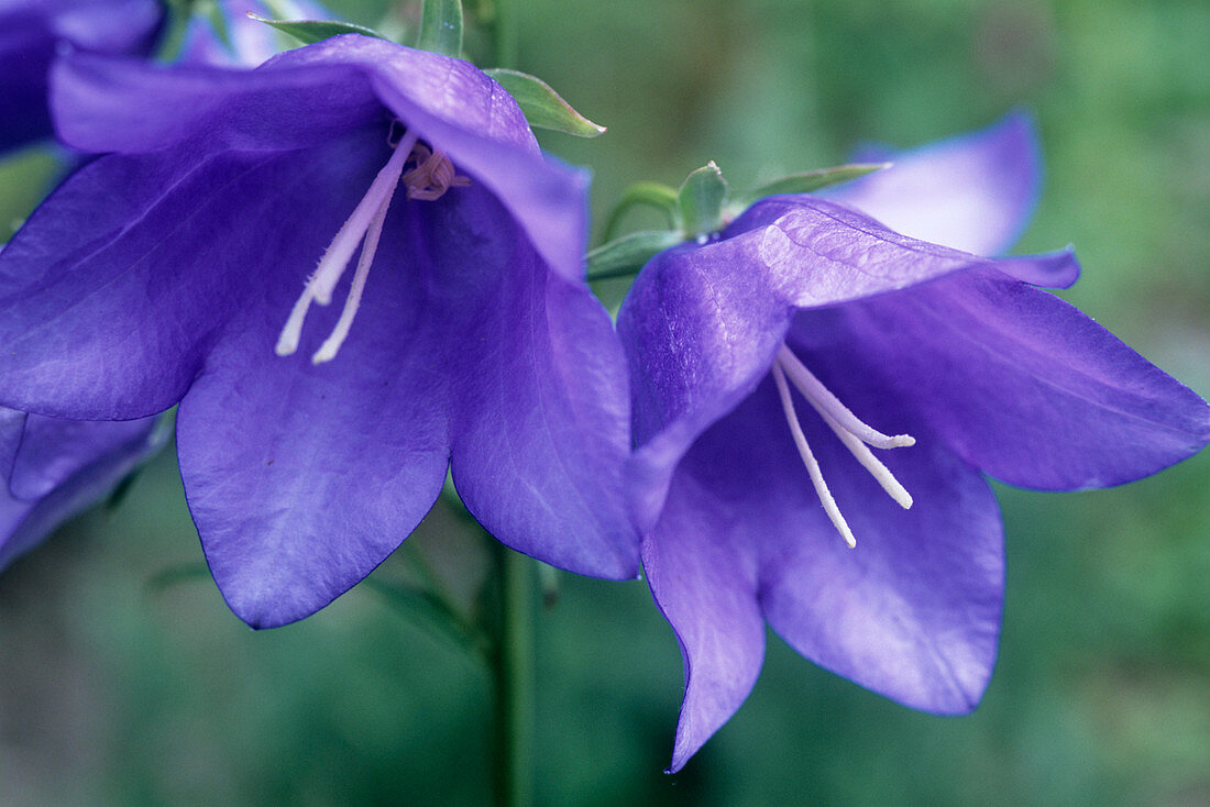 Bellflower,Campanula 'Persicifolia Blue'