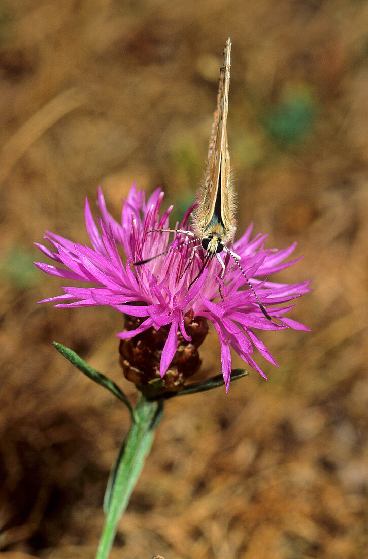 Centaurea thistle (Centaurea bracteata)